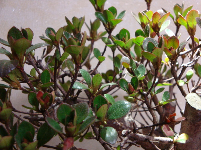 DSC08491.JPG