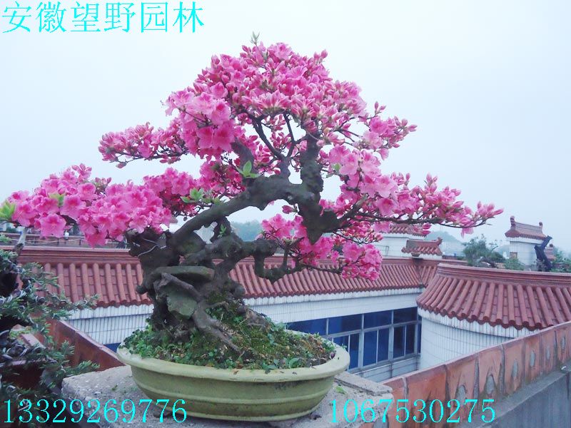 DSC03300.jpg
