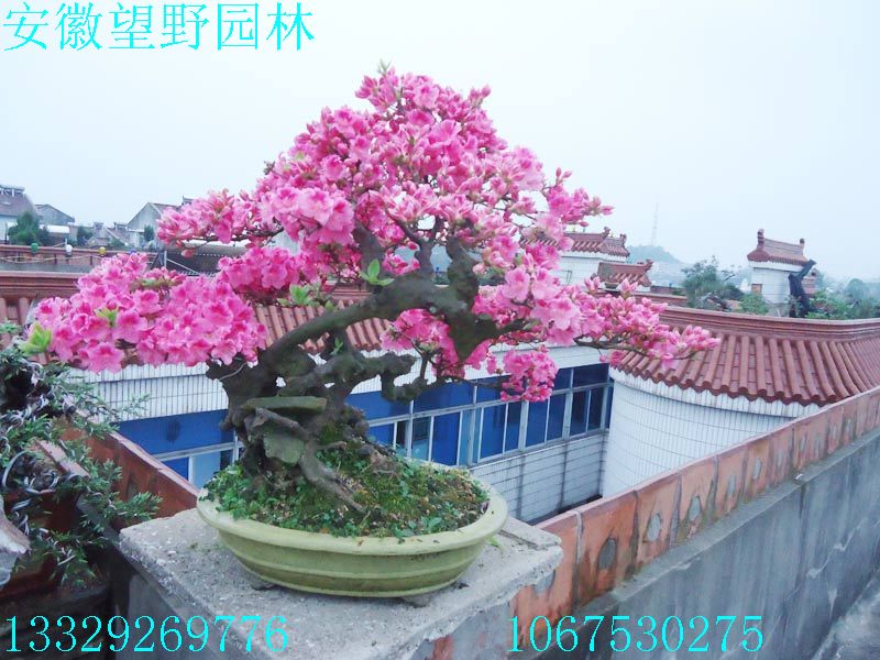 DSC03299.jpg