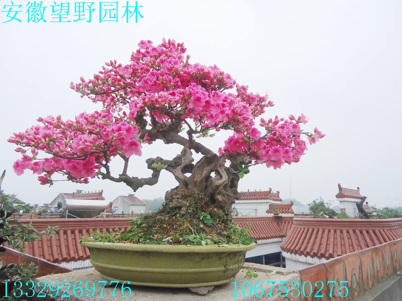 DSC03296.jpg