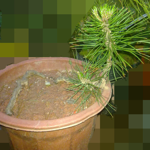 20120401597_.jpg