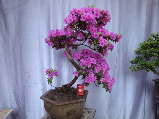 DSC06767.JPG