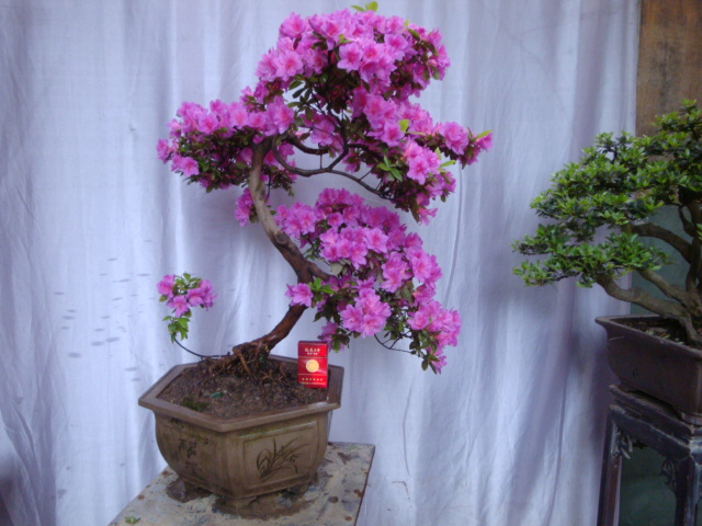 DSC06768.JPG