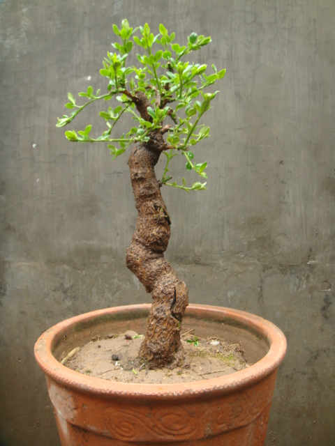 ת DSC02373.JPG