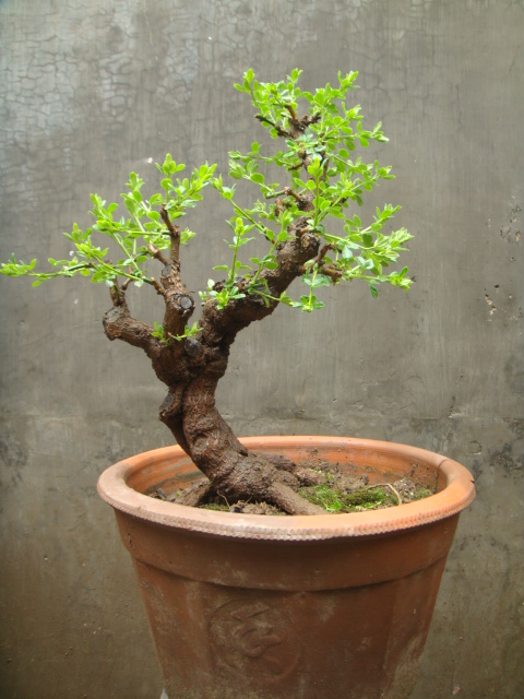 ת DSC02376.JPG