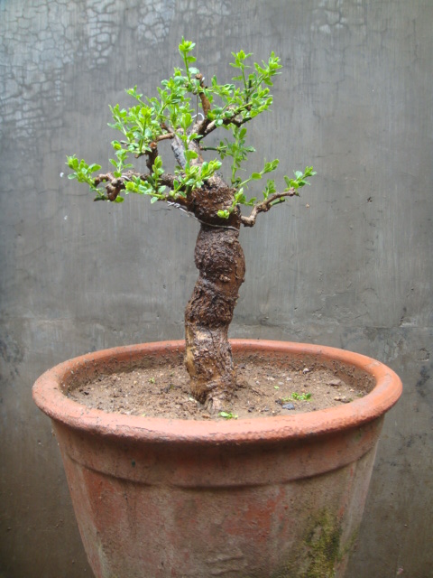 ת DSC02380.JPG