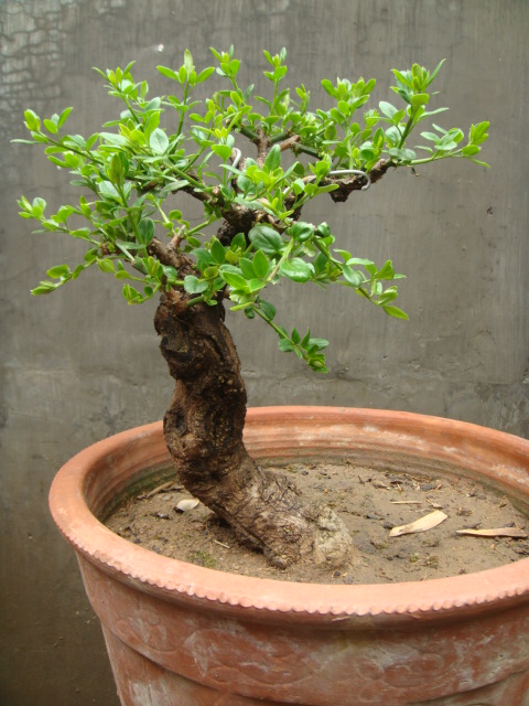 ת DSC02383.JPG
