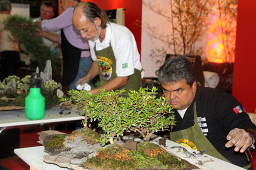 bonsai2010-bergson-06.jpg