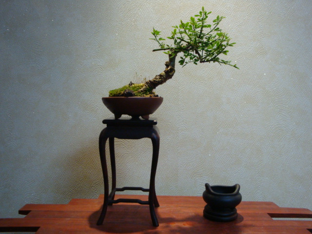DSC08586.JPG