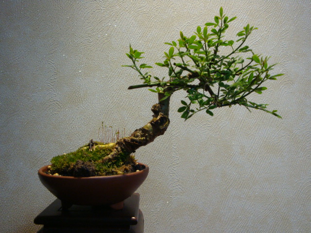 DSC08587.JPG