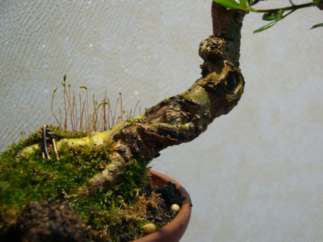 DSC08589.JPG