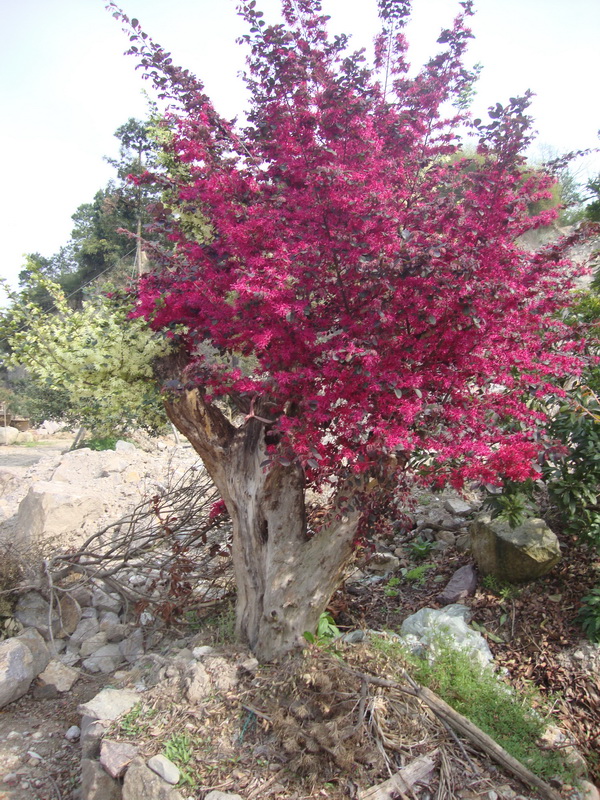 DSC01217.JPG