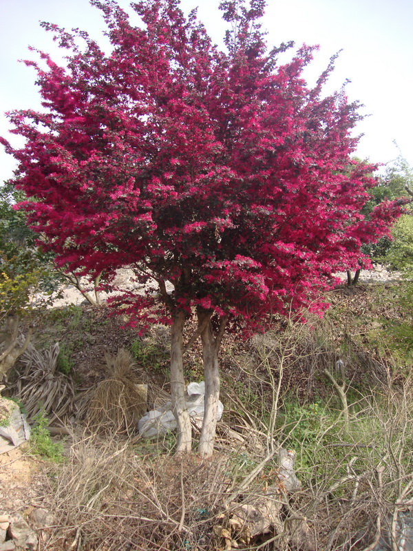 DSC01218.JPG