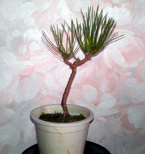 IMAG0133_.jpg