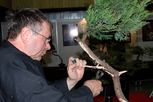 bonsai2010-gajda-07.jpg