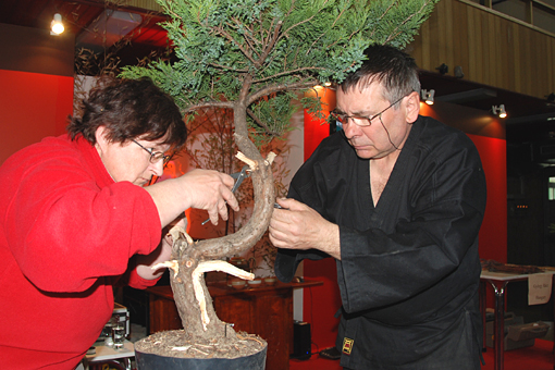 bonsai2010-gajda-08.jpg