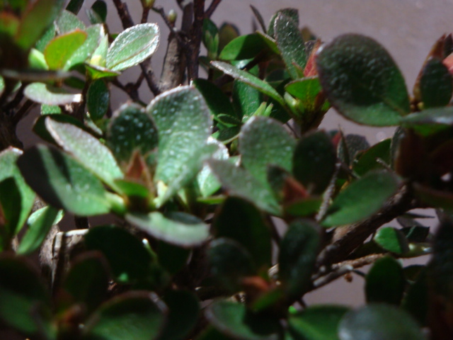 DSC08495.JPG
