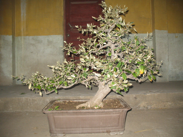 IMG_4995.jpg