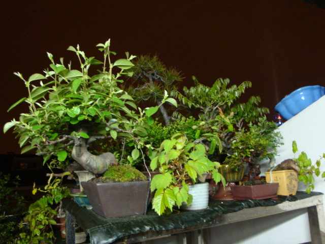 DSC08598.JPG