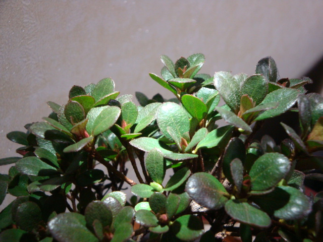 DSC08500.JPG