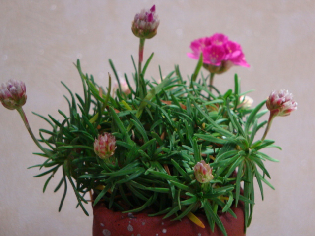 DSC08618.JPG