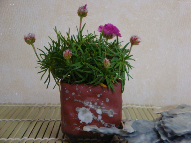 DSC08612.JPG
