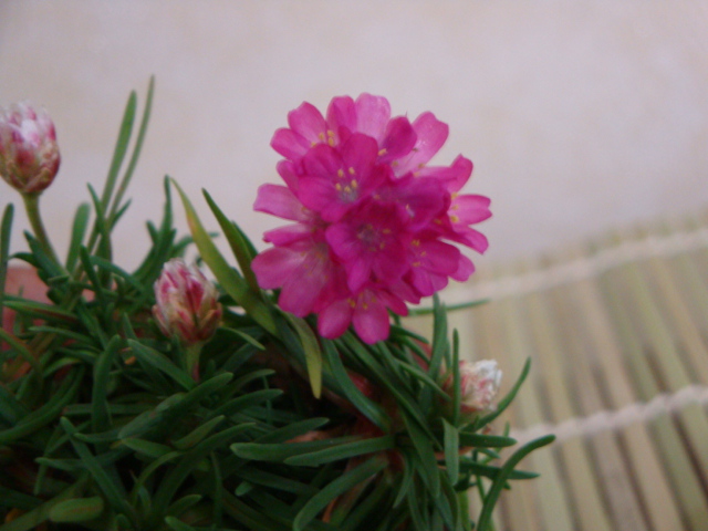DSC08613.JPG