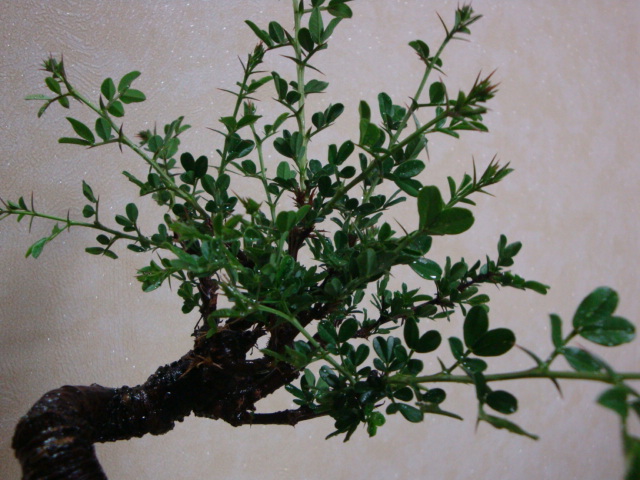 DSC08626.JPG