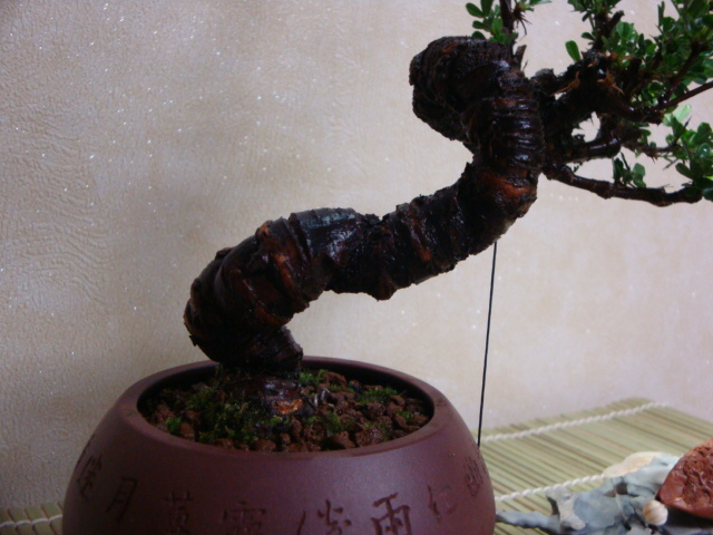 DSC08629.JPG