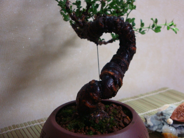 DSC08630.JPG