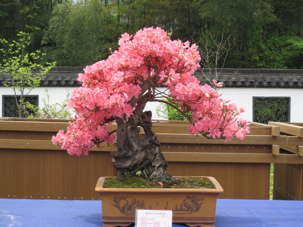 IMG_3826.jpg
