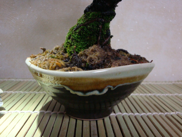 DSC08634.JPG