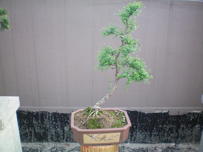 100_0087.JPG