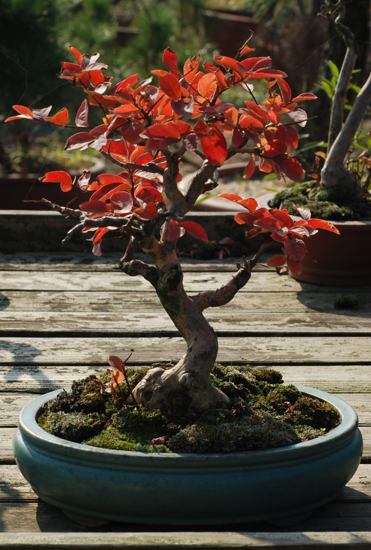 DSC_8556.jpg