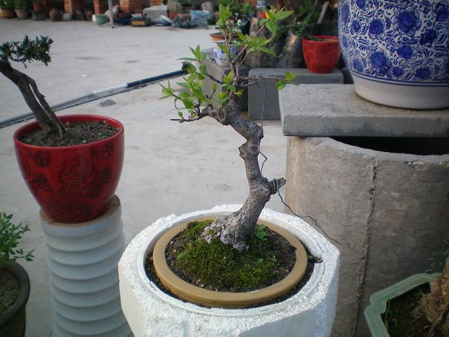 100_0088.JPG
