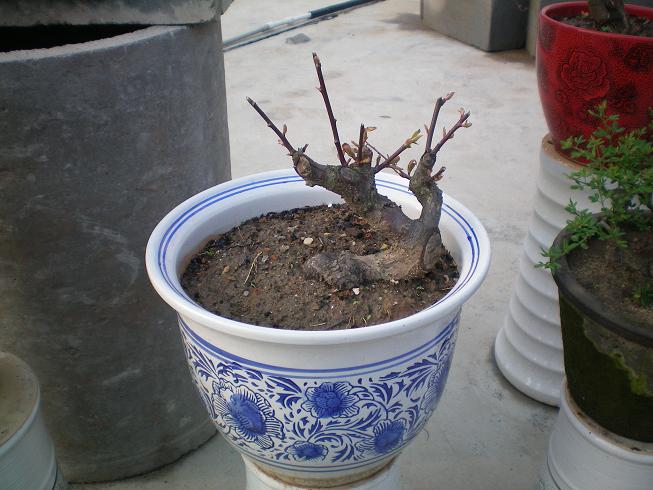 100_0089.JPG