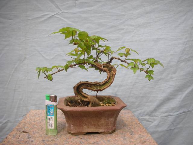 С Ƭ 048.jpg