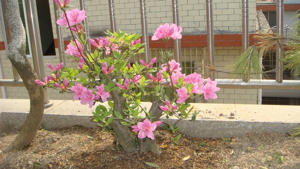 DSC04115.JPG