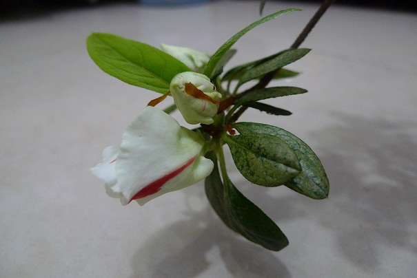 P1020590.JPG