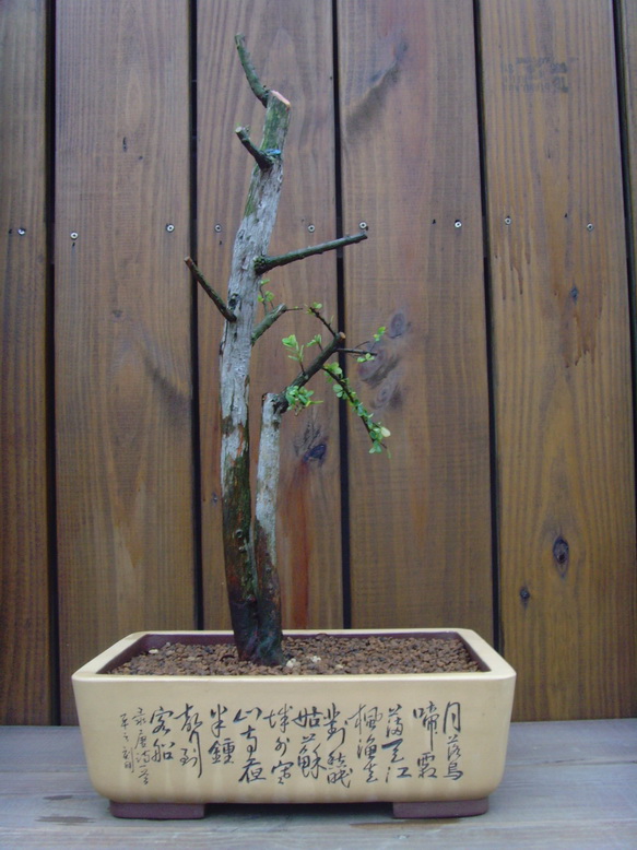 SNV31418.jpg