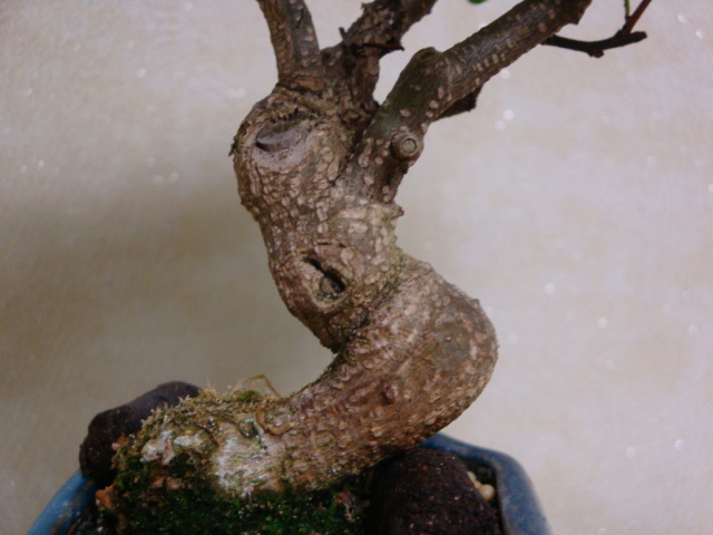 DSC08670.JPG