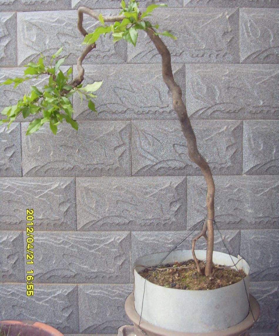Ƭ 011.jpg