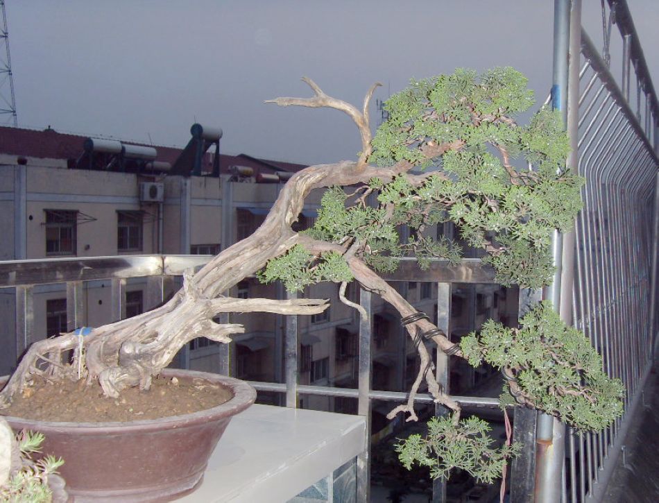 SDC12784.JPG