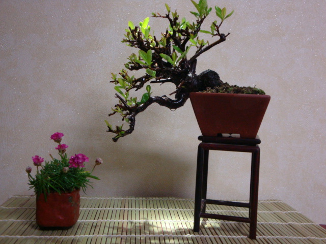 DSC08650.JPG