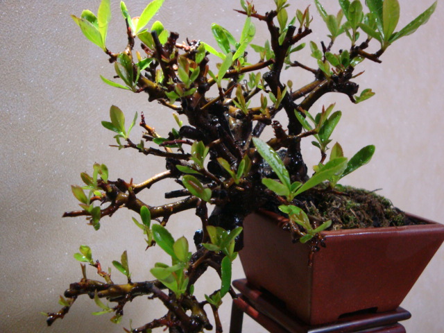 DSC08652.JPG