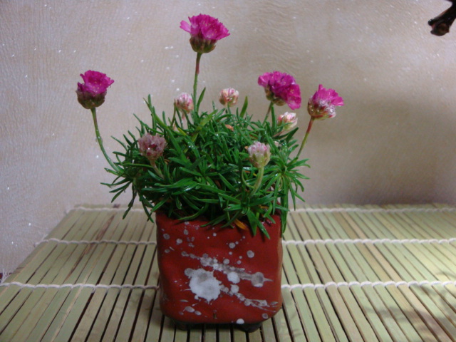 DSC08653.JPG