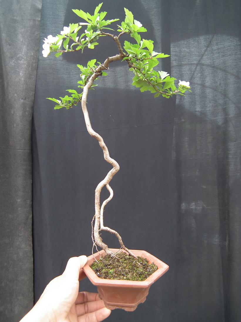 DSCF5538.JPG