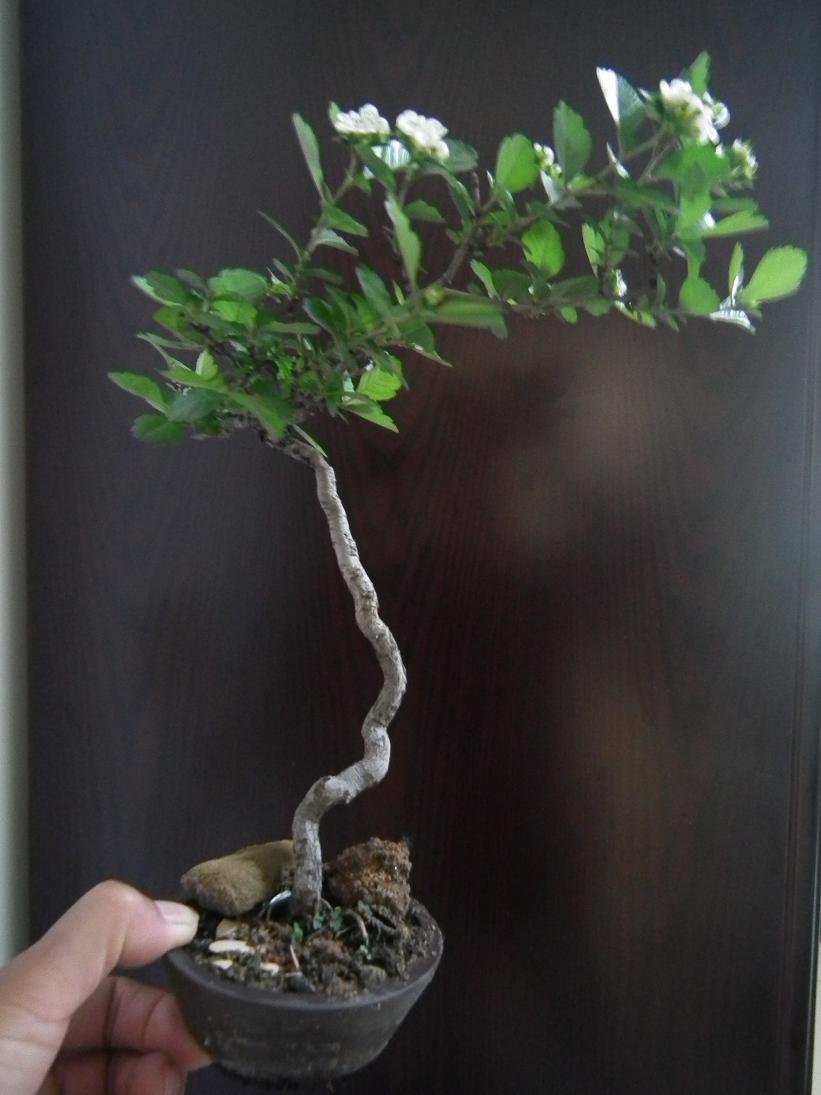 DSCF5551.JPG