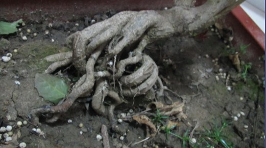 Ưʯ4.jpg