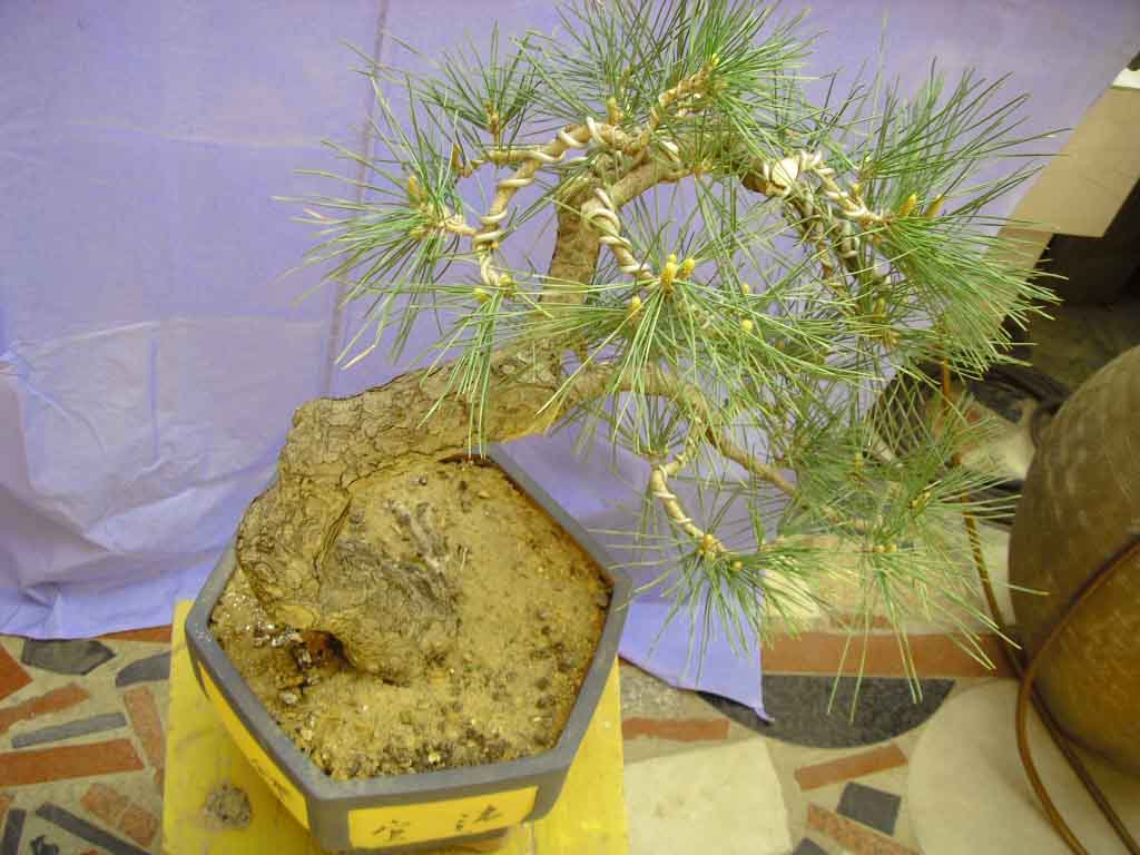 SDC12659.JPG